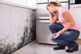  Roseland, OH Mold Removal Pros